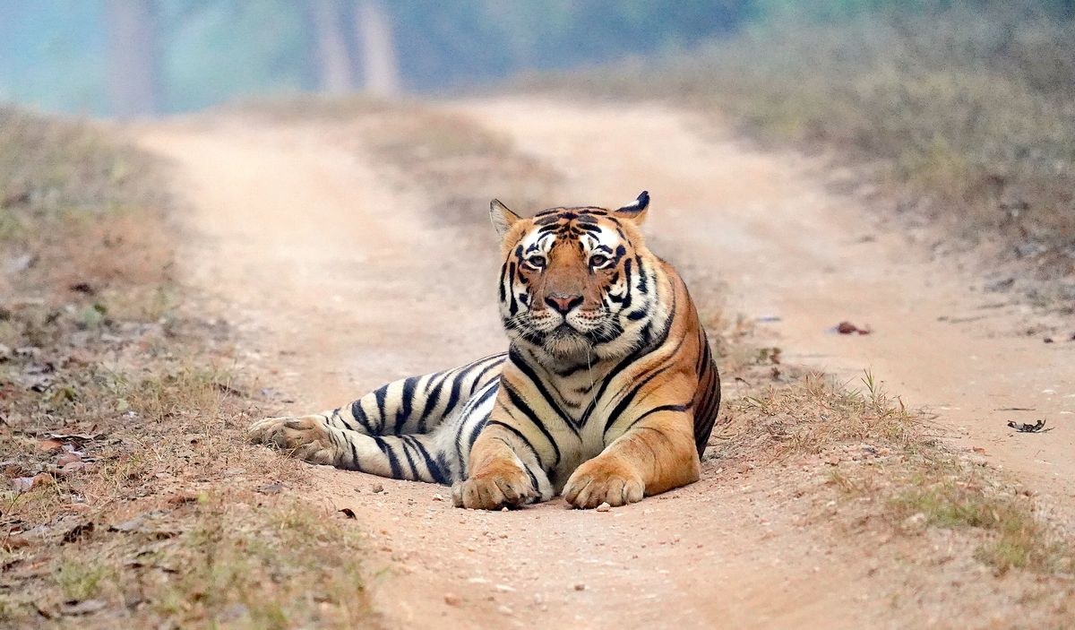 Tadoba Tiger Safari Tour Package (3 Days / 2 Nights)